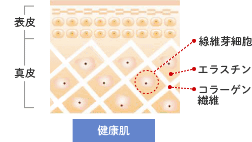 コラーゲンマシンのしくみ:図2